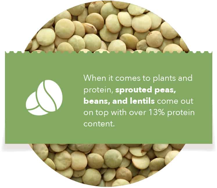 When it comes to plants and protein, sprouted peas, beans, and lentils come out on top with over 13% protein content.