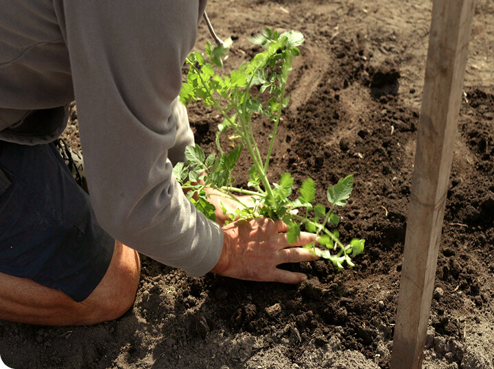 garden-tools-tinify Un fermier plante un jeune plant de légume dans une terre fraîchement travaillée